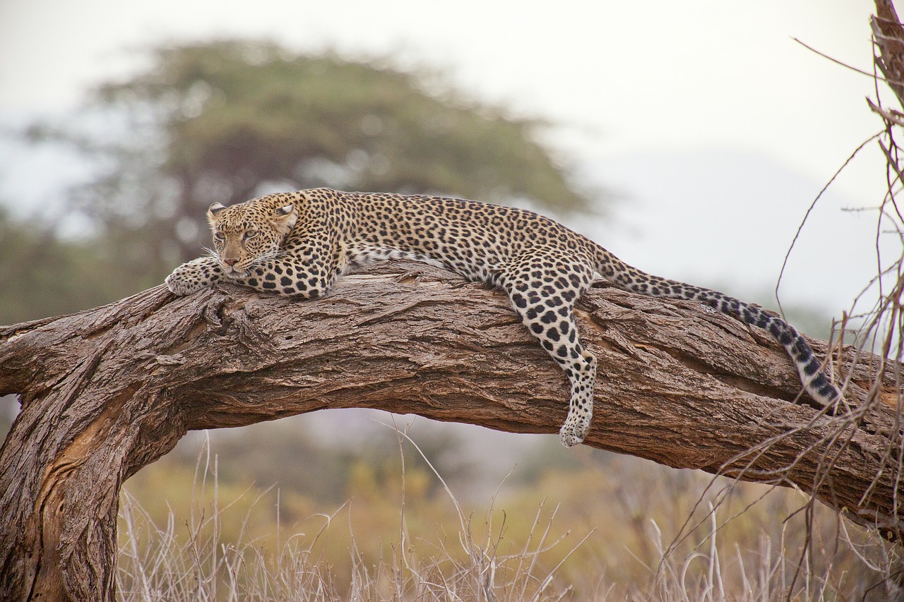 safari tanzanie