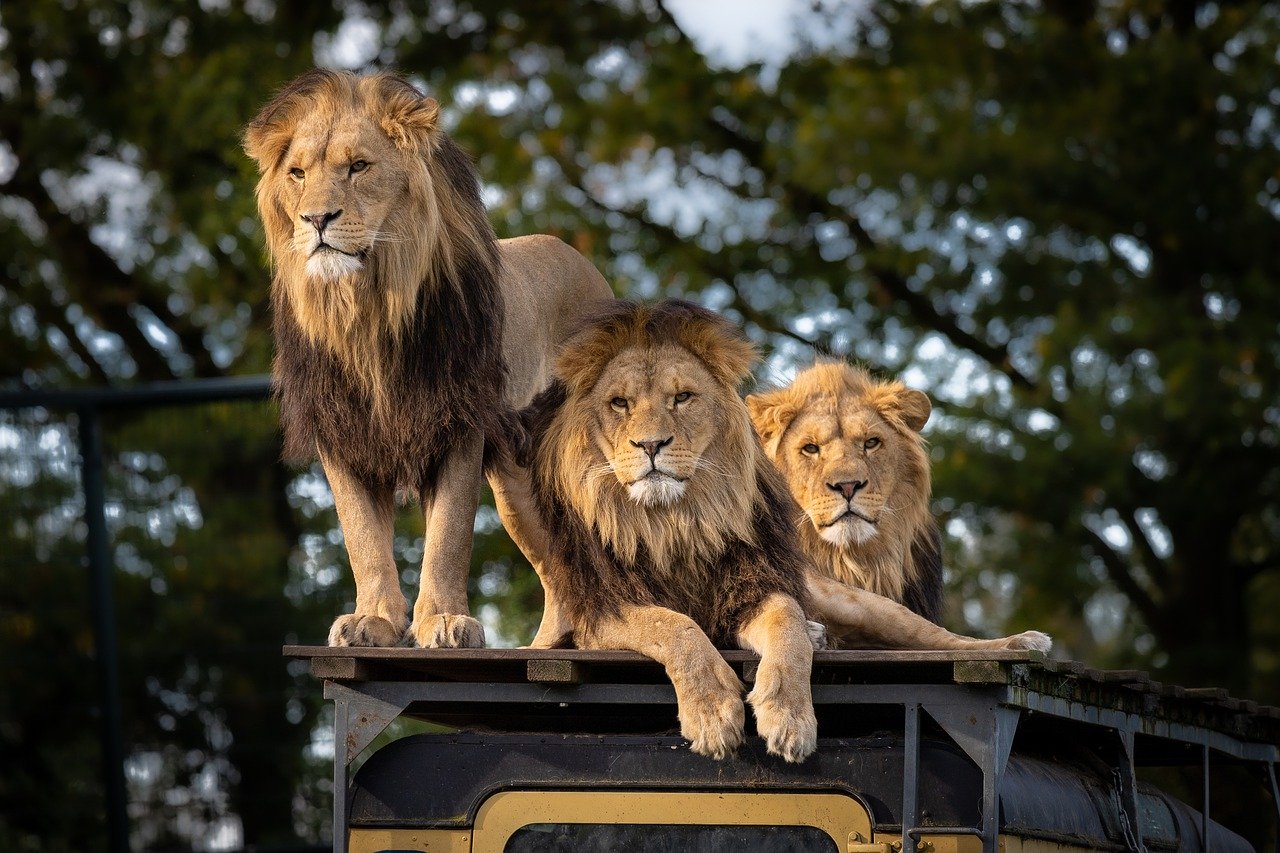 safari tanzanie